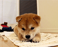 超可爱狗狗！但长大之后...-3.gif
