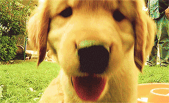 超可爱狗狗！但长大之后...-5.gif
