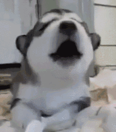 超可爱狗狗！但长大之后...-7.gif