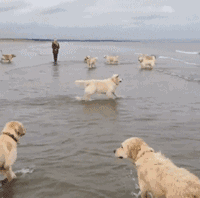 超可爱狗狗！但长大之后...-6.gif