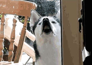 超可爱狗狗！但长大之后...-9.gif