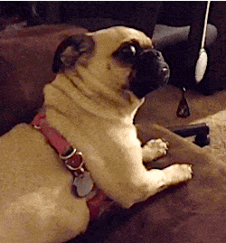 超可爱狗狗！但长大之后...-11.gif