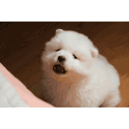 超可爱狗狗！但长大之后...-12.gif
