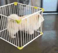 超可爱狗狗！但长大之后...-17.gif