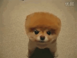 超可爱狗狗！但长大之后...-16.gif