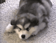超可爱狗狗！但长大之后...-22.gif