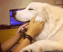 超可爱狗狗！但长大之后...-21.gif