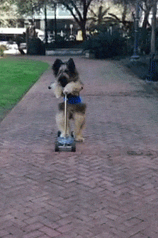 超可爱狗狗！但长大之后...-25.gif
