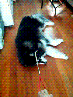 超可爱狗狗！但长大之后...-23.gif