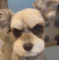 超可爱狗狗！但长大之后...-24.gif