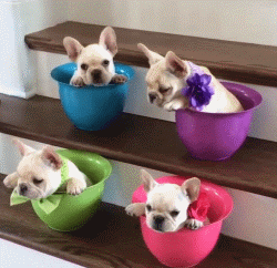 超可爱狗狗！但长大之后...-26.gif