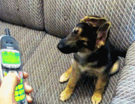 超可爱狗狗！但长大之后...-28.gif