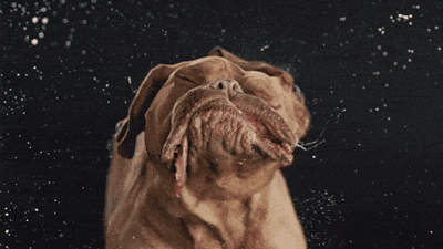 超可爱狗狗！但长大之后...-31.gif