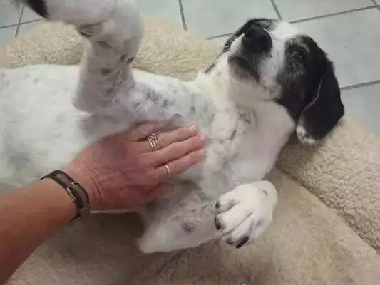 狗狗身上有痒痒肉吗？为什么挠狗狗肚皮时，会疯狂蹬腿？-2.jpeg