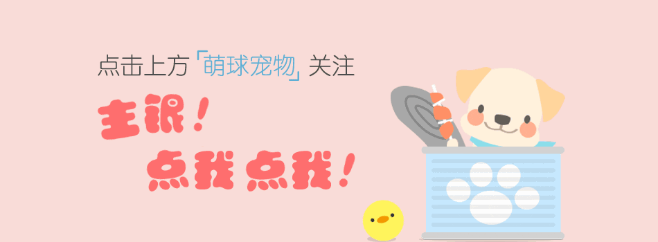 超萌的小狗仔被收养，没想到主人竟是……-1.gif