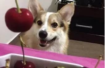 给你一本狗狗能吃的水果食谱♥这样吃OK❗️｜宠爱知识-6.jpeg