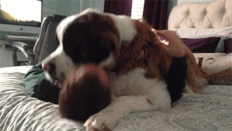 狗狗最想对你说的话：请永远不要抛弃我-10.gif