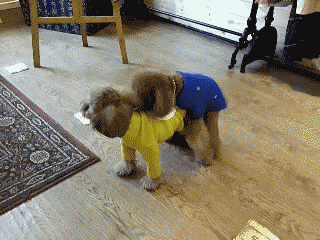 狗中老司机 X天X地X空气-2.gif