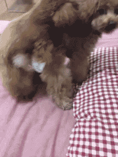 狗中老司机 X天X地X空气-3.gif
