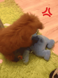 狗中老司机 X天X地X空气-9.gif
