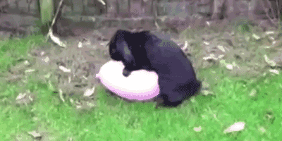 狗中老司机 X天X地X空气-11.gif