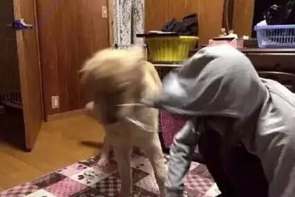 狗狗有一百种“遛你”的方式，而你却无可奈何-3.jpeg
