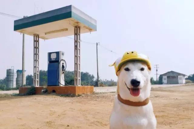 元气狗狗Gluta，爱笑的狗运气不会太差-6.jpeg