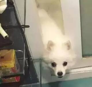狗狗那些让我们暖心又开心的样子，你都见过吗？-6.jpeg