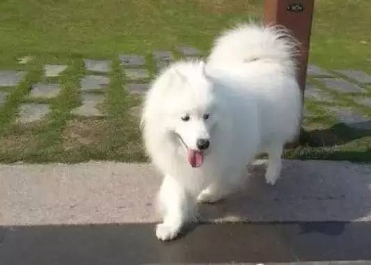狗狗那些让我们暖心又开心的样子，你都见过吗？-4.jpeg