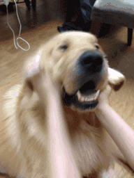 犯错以后的金毛还是那么暖，哈士奇却....-2.gif