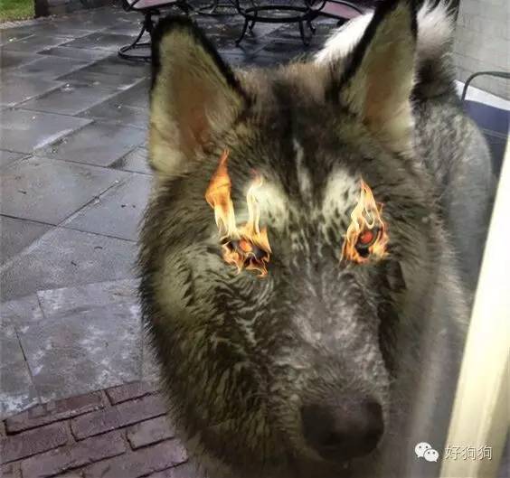 犯错以后的金毛还是那么暖，哈士奇却....-18.jpeg