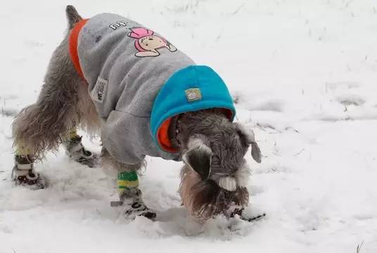 下雪天 狗狗和大雪更配哦｜宠爱知识-7.jpeg