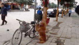 养一只特别乖的狗是怎样一种体验？-3.gif