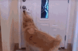 养一只特别乖的狗是怎样一种体验？-2.gif