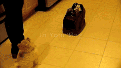 养一只特别乖的狗是怎样一种体验？-5.gif