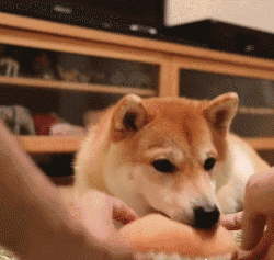 养一只特别乖的狗是怎样一种体验？-4.gif