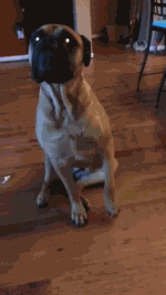 养一只特别乖的狗是怎样一种体验？-6.gif