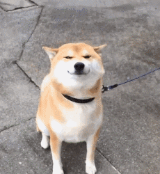 养一只特别乖的狗是怎样一种体验？-7.gif