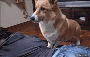 养一只特别乖的狗是怎样一种体验？-8.gif