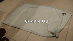 养一只特别乖的狗是怎样一种体验？-9.gif