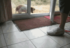 养一只特别乖的狗是怎样一种体验？-11.gif