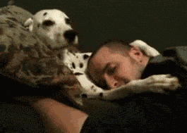 养一只特别乖的狗是怎样一种体验？-12.gif