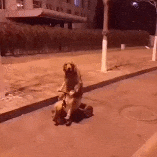 养一只特别乖的狗是怎样一种体验？-14.gif