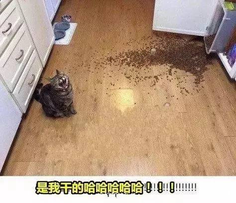 狗VS猫做错事后的反应-3.jpeg