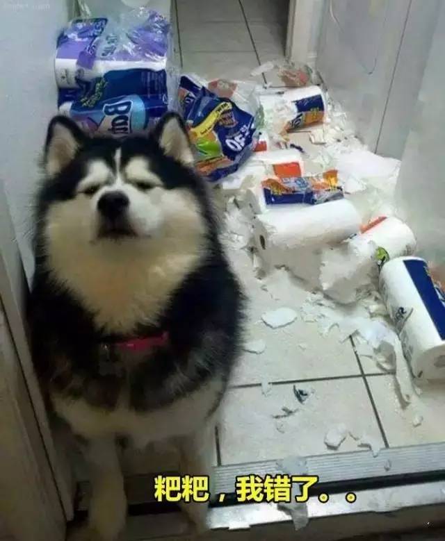 狗VS猫做错事后的反应-2.jpeg