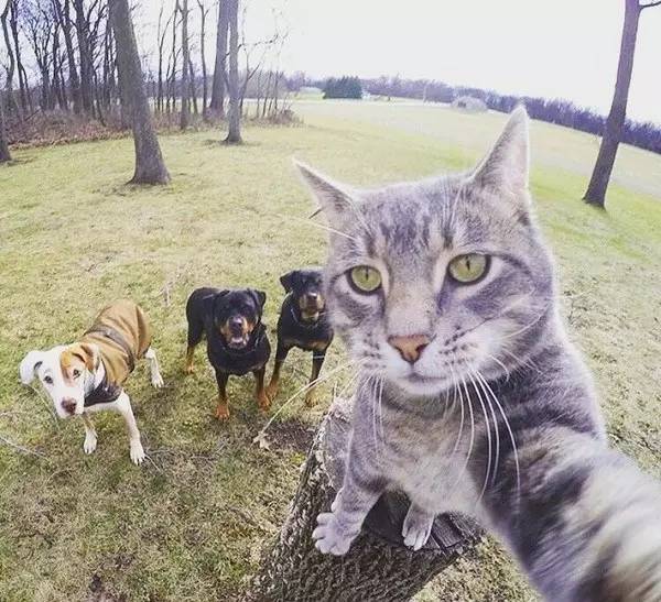 万万没想到，人类连自拍都不如这些猫猫狗狗了！-3.jpeg