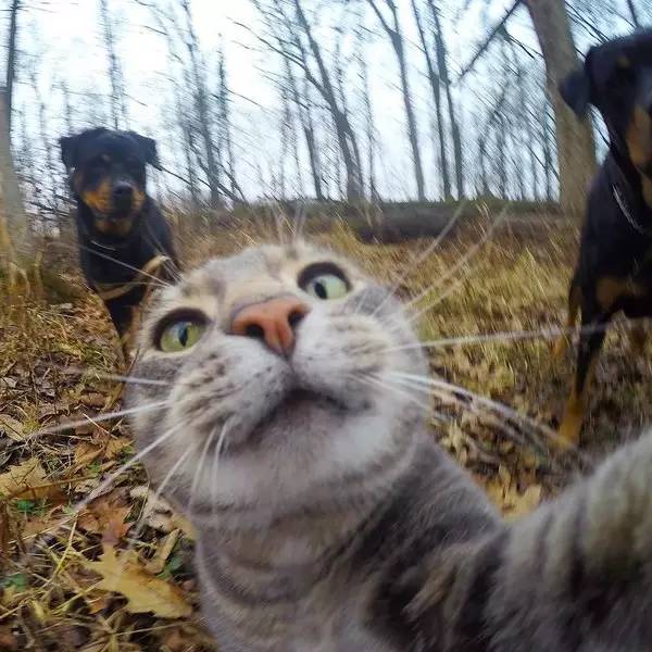 万万没想到，人类连自拍都不如这些猫猫狗狗了！-2.jpeg