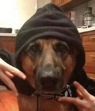万万没想到，人类连自拍都不如这些猫猫狗狗了！-24.png