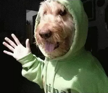万万没想到，人类连自拍都不如这些猫猫狗狗了！-25.png