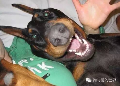 万万没想到，人类连自拍都不如这些猫猫狗狗了！-28.jpeg
